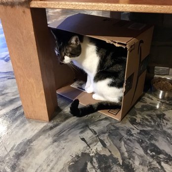 Seattle Meowtropolitan - Themed Cafes Near Me - Seattle, Washington Seattle Meowtropolitan - Themed Cafes Near Me - Seattle, Washington
