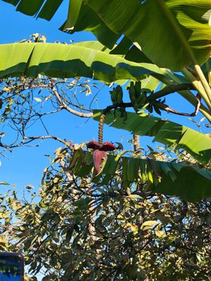 Kona Coffee Living History Farm by null