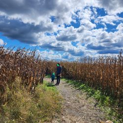 Russo's Fruit & Vegetable Farm - Corn maze