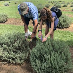 Cutting lavender