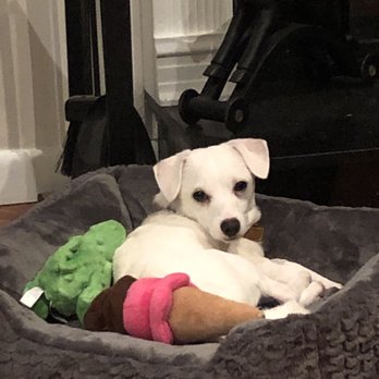 Posh Pets Rescue - Animal Shelters Near Me - Long Beach, New York