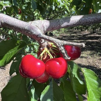 Bloomfield Cherries - Pick Your Own Farms Near Me - Brentwood, California