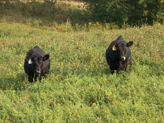 Cloudland Farm by null