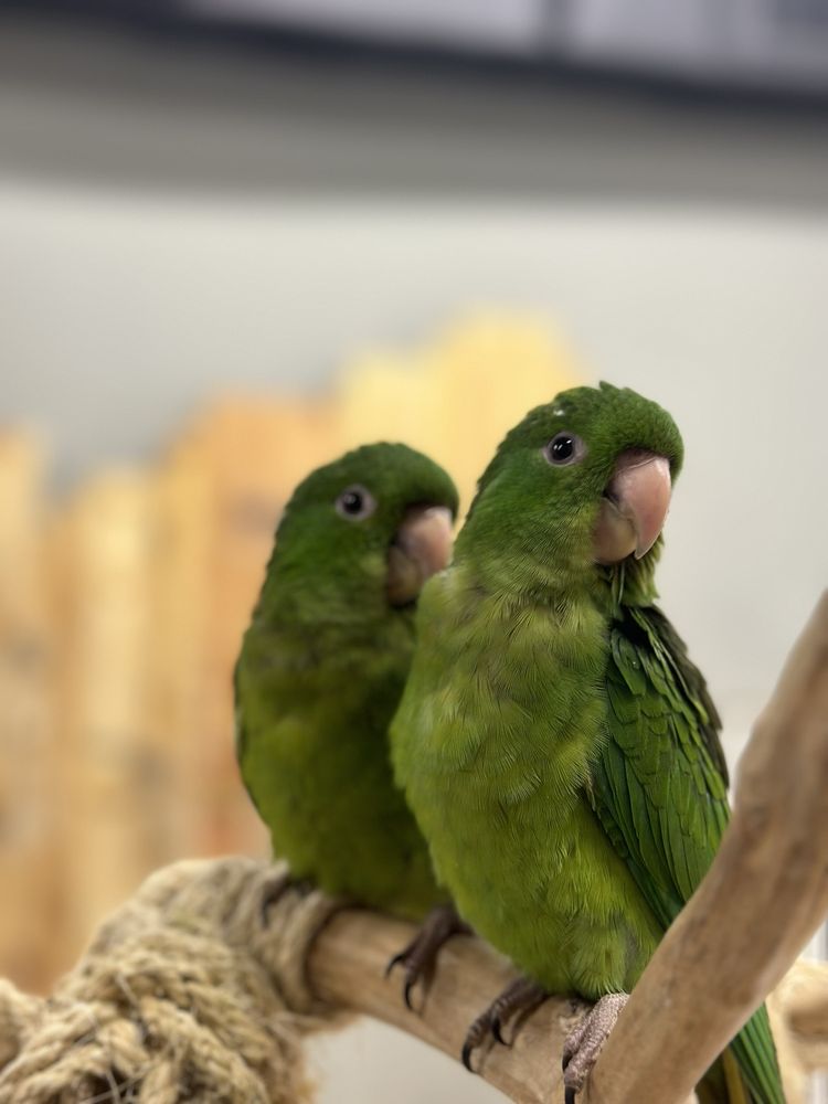 Animal House Pet Shop Image