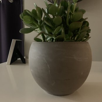 Honey Plant - Beautiful Jade purchased from the store! - Nurseries & Gardening Near Me - Fort Wayne, Indiana Honey Plant - Beautiful Jade purchased from the store! - Nurseries & Gardening Near Me - Fort Wayne, Indiana