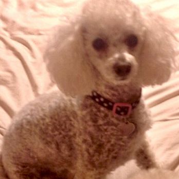 Cuddle Clones - Pet Stores Near Me - Akron, Ohio Cuddle Clones - Pet Stores Near Me - Akron, Ohio
