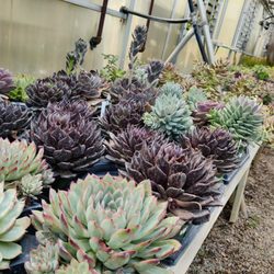 Everlastings in the Wildwood - Succulents