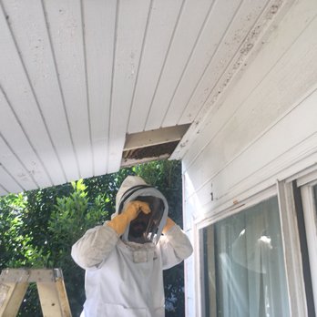 Bee Green Natural Bee Removal - Wildlife Control Near Me - Los Angeles, California