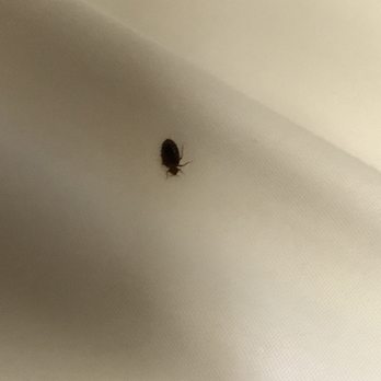Hyatt Regency - Bed bugs at the Hyatt Tulsa... - Hotels Near Me - Tulsa, Oklahoma Hyatt Regency - Bed bugs at the Hyatt Tulsa... - Hotels Near Me - Tulsa, Oklahoma