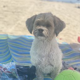 Gizmo goes to Ark Vet regularly every month for his allergy shot! Gizmo goes to Ark Vet regularly every month for his allergy shot!