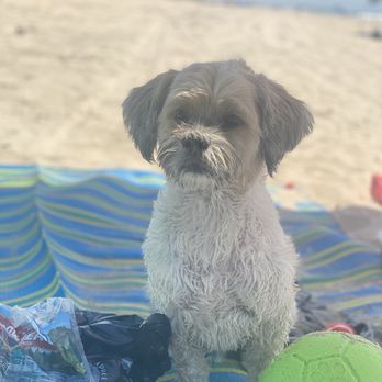 Ark Veterinary Care - Gizmo goes to Ark Vet regularly every month for his allergy shot! - Emergency Pet Hospital Near Me - San Jose, California Ark Veterinary Care - Gizmo goes to Ark Vet regularly every month for his allergy shot! - Emergency Pet Hospital Near Me - San Jose, California