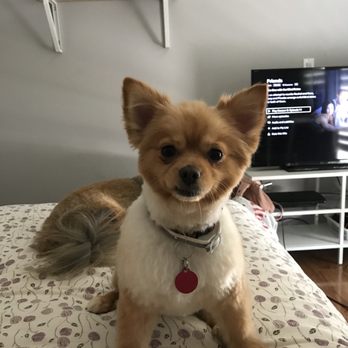 Whiskers To Tails - After - Pet Groomers Near Me - Redlands, California