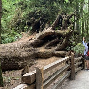 Cathedral Grove - Forest walkway - Parks Near Me - Nanaimo, British Columbia