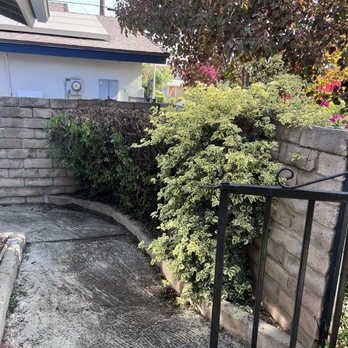 Thrifty Tree Service - Before cleanup - Tree Services Near Me - Tarzana, California Thrifty Tree Service - Before cleanup - Tree Services Near Me - Tarzana, California