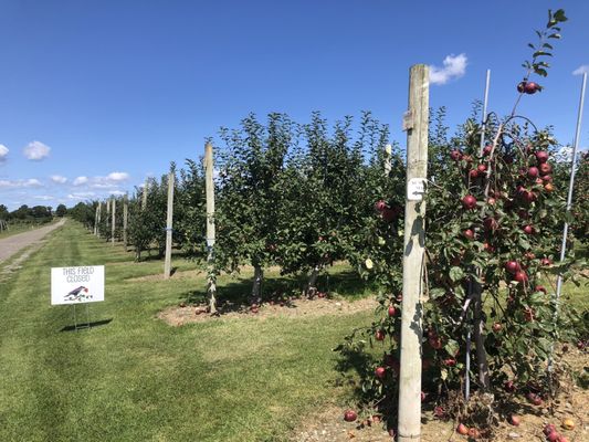 Sweet Berry Farm by null