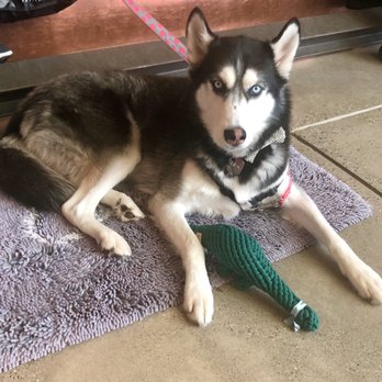 Shale Oak Winery - Athena was a fan of their boutique dog toys :) - Wineries Near Me - Paso Robles, California Shale Oak Winery - Athena was a fan of their boutique dog toys :) - Wineries Near Me - Paso Robles, California