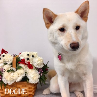 Dogue Grooming & Pet Boutique by null