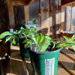 Northside Marketplace - Lepley & Co. Plant Shop!