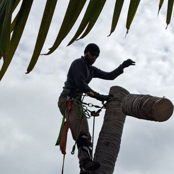 TOTAL Tree Experts - Tree Services Near Me TOTAL Tree Experts - Tree Services Near Me