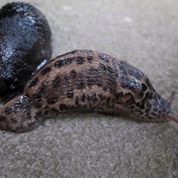 YES Pest Pros - Leopard slugs Bloomington, Indiana Yes Pest Pros - Pest Control Near Me - Bloomington, Indiana YES Pest Pros - Leopard slugs Bloomington, Indiana Yes Pest Pros - Pest Control Near Me - Bloomington, Indiana