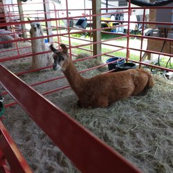 Llama