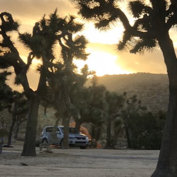 Black Rock Canyon - Coyote in the campground at dawn - Hiking Near Me - Yucca Valley, California
