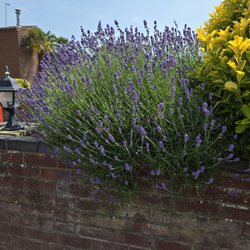 Potters Leisure Resort - My favourite Lavendar
