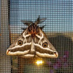 New Mexico Pest Management - New Mexico is awesome when it comes to our insects