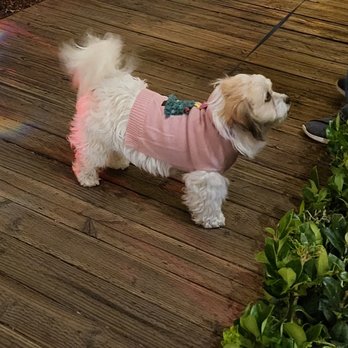 Applause Four Paws - Pet Groomers Near Me - Ventura, California