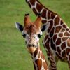 Frank Buck Zoo gift card