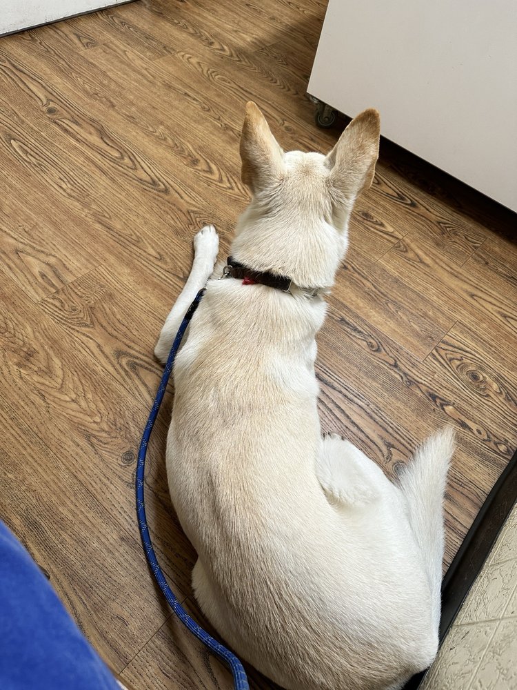 BEST CARE PET CLINIC Updated May 2024 60 Photos & 319 Reviews