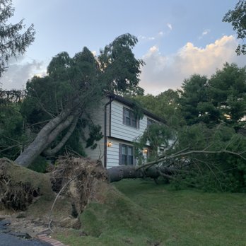 Tree Ease - Massive pines we removed during hurricane season - Tree Services Near Me - Brentwood, New York Tree Ease - Massive pines we removed during hurricane season - Tree Services Near Me - Brentwood, New York