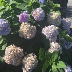 Gary's Garden Mart - Gorgeous, huge Hydrangeas welcome customers to Gary's Garden Mart.
