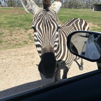 Aggieland Safari - Zoos Near Me - Bryan, Texas