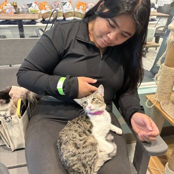 Toe Beans And Dreams Adoption Cafe - Tigress! - Pet Adoption Near Me - Aiea, Hawaii Toe Beans And Dreams Adoption Cafe - Tigress! - Pet Adoption Near Me - Aiea, Hawaii
