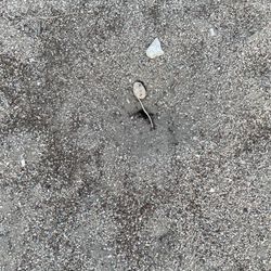 Fort Caspar Campground - Ant hill in the middle of the kids playground..