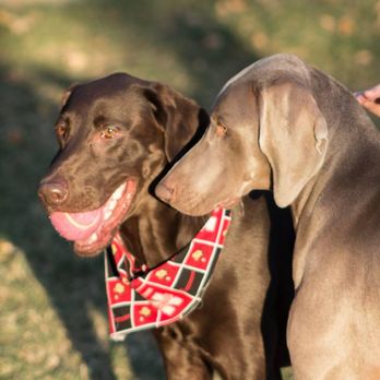Clearview Pet Care Centre - Dog friends in our outdoor play yard. - Pet Boarding Near Me - Omaha, Nebraska