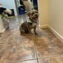 Photo of Amanda's Pin up Pups  - Mobile Pet Spa