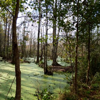 Caw Caw Interpretive Center County Park - Cypress swamp - Parks Near Me - Ravenel, South Carolina Caw Caw Interpretive Center County Park - Cypress swamp - Parks Near Me - Ravenel, South Carolina
