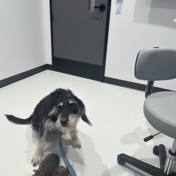 PetSmart Grooming - Before - Pet Training Near Me - Killeen, Texas