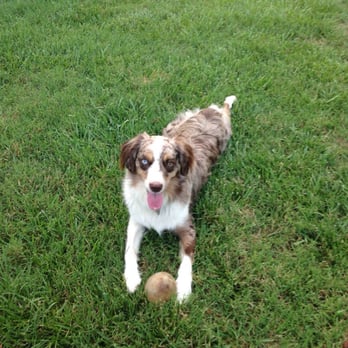 Dog Days Pet Sitting - Koda enjoying the outdoors on a visit - Pet Sitting Near Me Dog Days Pet Sitting - Koda enjoying the outdoors on a visit - Pet Sitting Near Me