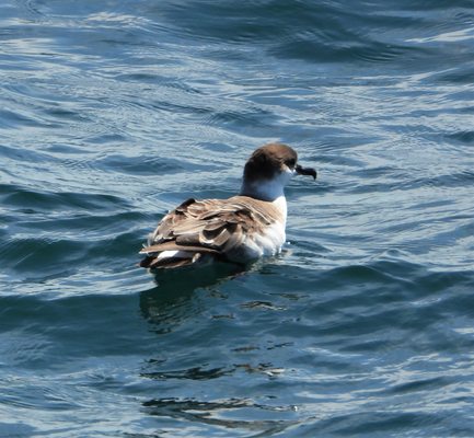 7 Seas Whale Watch by null