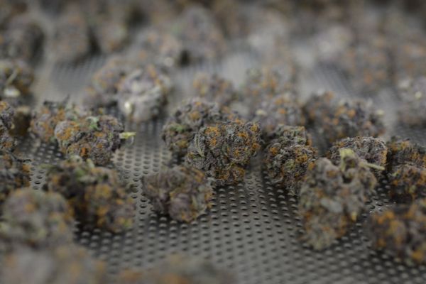 Nevada Made Marijuana by null