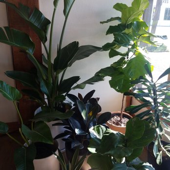 Babygreens - Nurseries & Gardening Near Me - Bellingham, Washington