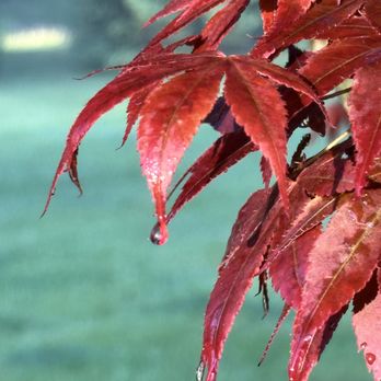 LaFountain Tree Specialists - Tree Services Near Me - Oakland, Michigan LaFountain Tree Specialists - Tree Services Near Me - Oakland, Michigan