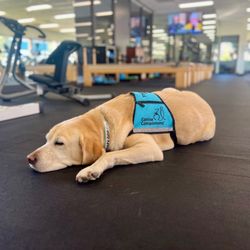 Physical Rx Physical Therapy & Pilates - Hurley the Therapy Dog