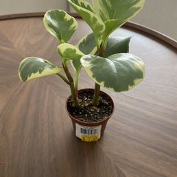 $4 Variegated $4 Variegated