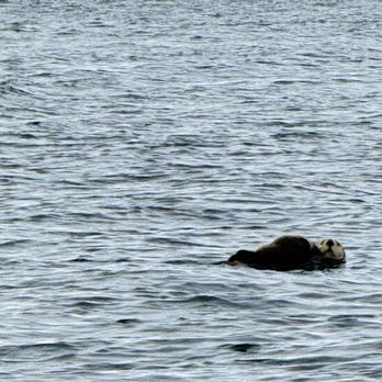 Vivid Endeavors - Whale Watching Tours Near Me Vivid Endeavors - Whale Watching Tours Near Me