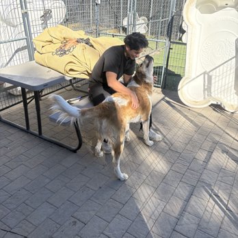 Puppies Plaza - Pet Sitting Near Me - Carson City, Nevada Puppies Plaza - Pet Sitting Near Me - Carson City, Nevada
