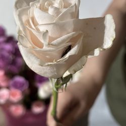 Tropical Roses